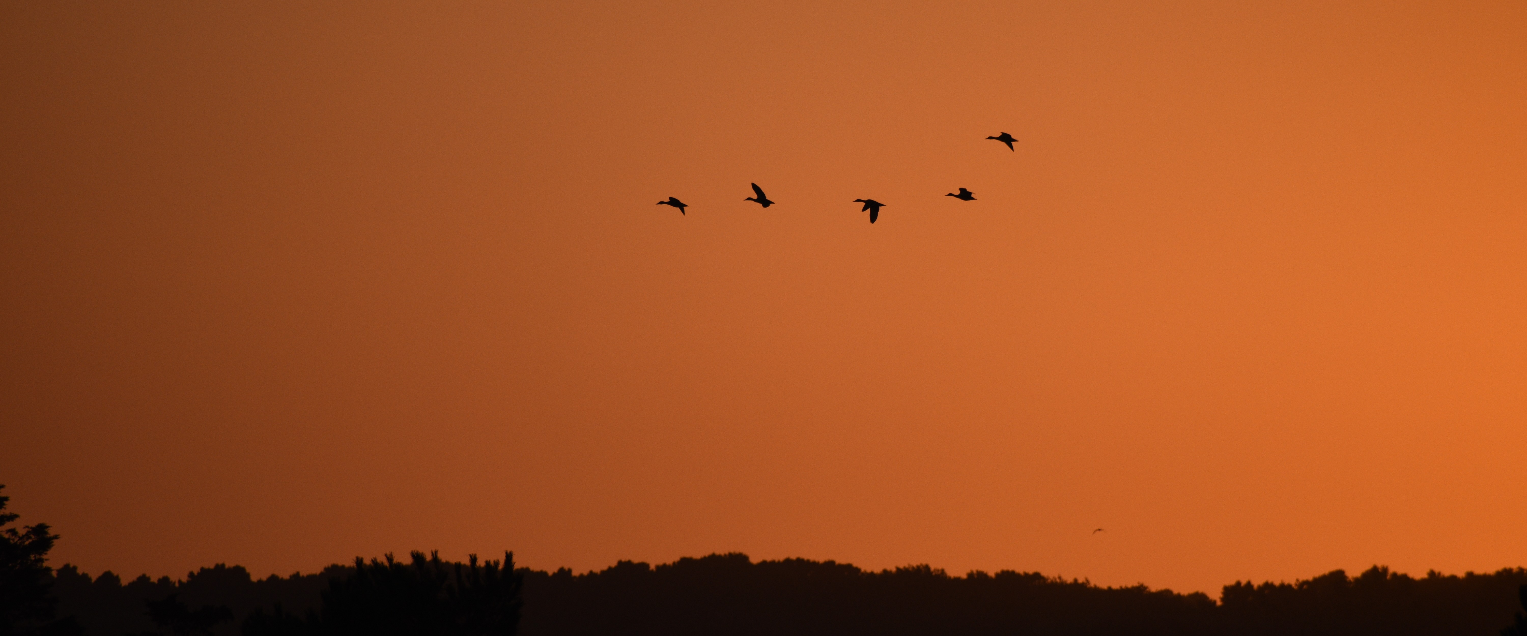 Diego Bonnamy Wildlife